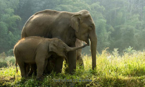 วันช้างไทย 13 มีนาคม วันสำคัญของไทย